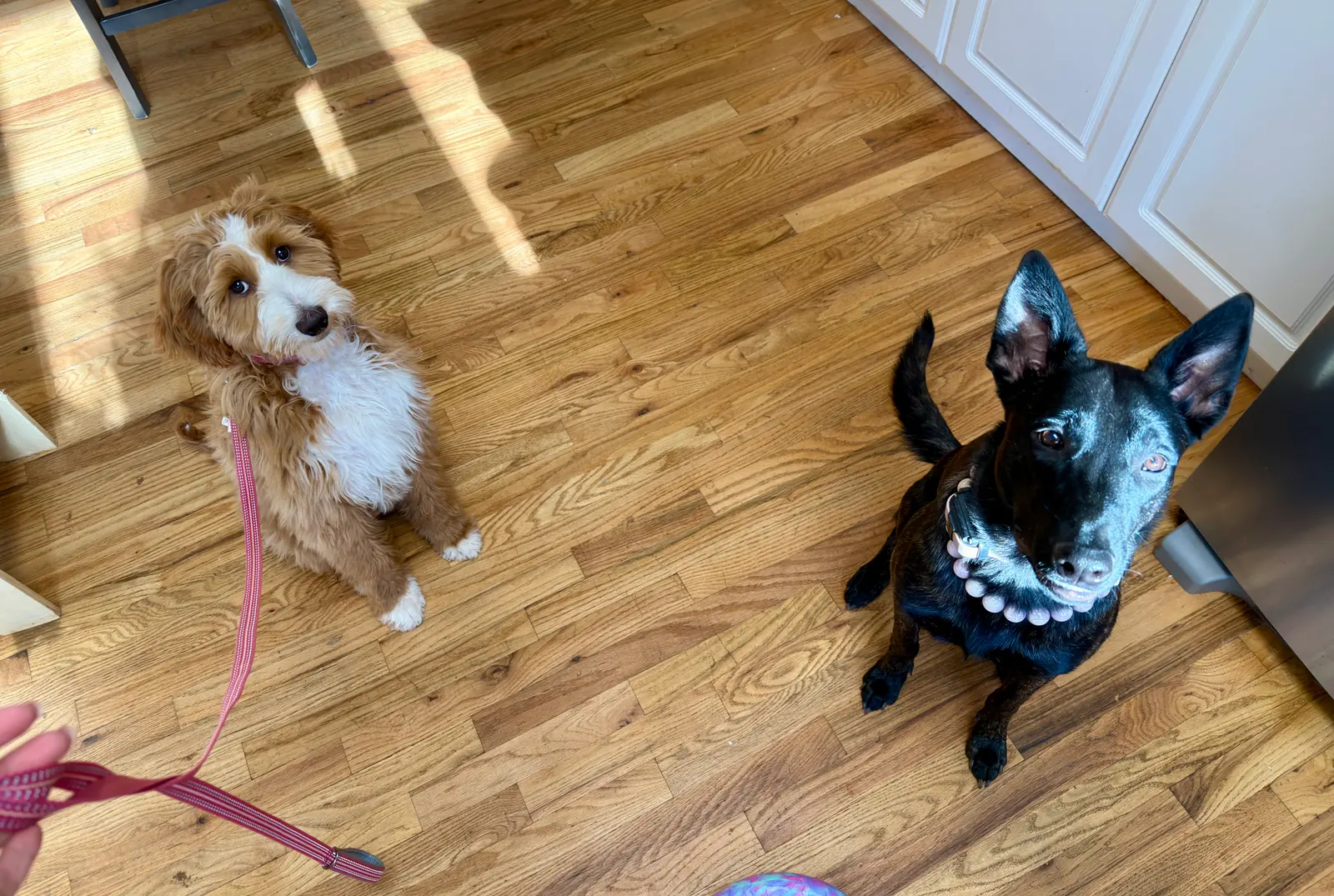 Puppy obedience training at Georgia Doggy Dojo 9